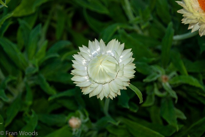 <b>Shoalhaven Botanic Gardens</b>