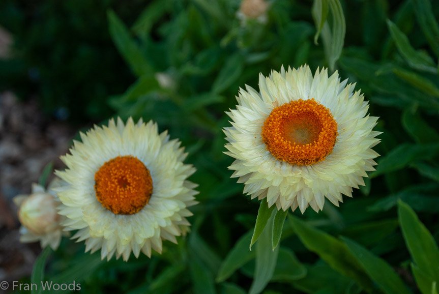 <b>Shoalhaven Botanic Gardens</b>