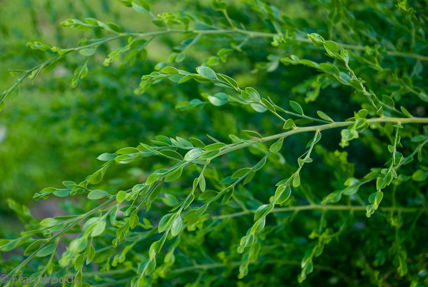 <b>Sticky wattle</b>