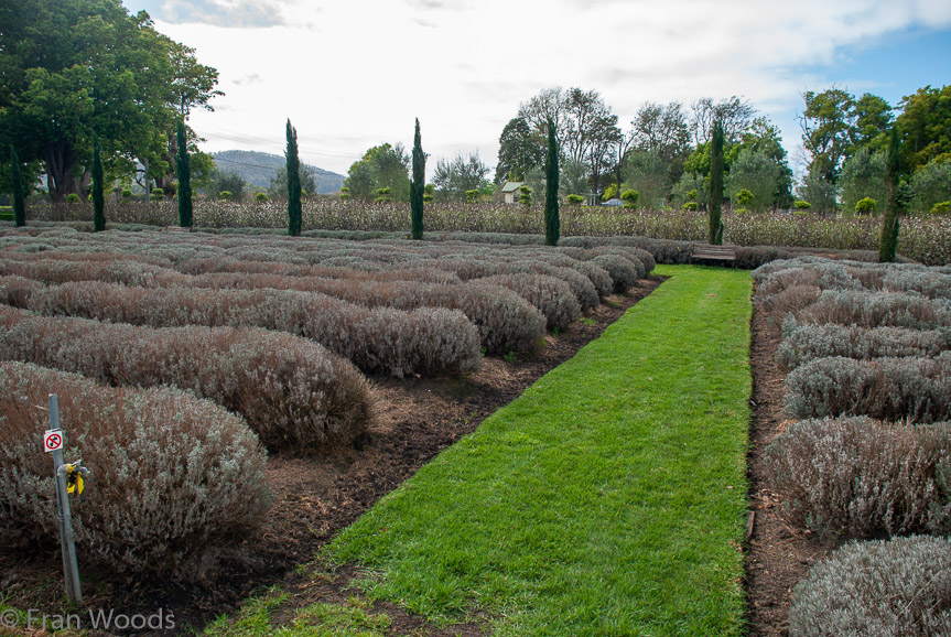 <b>Lavender at Merribee Gardens, Numbaa</b>