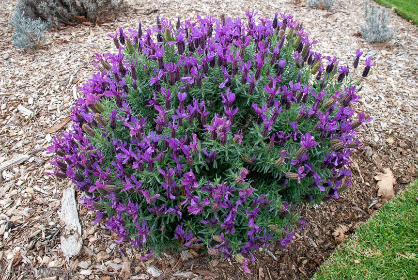 <b>Lavender at Merribee Gardens, Numbaa</b>