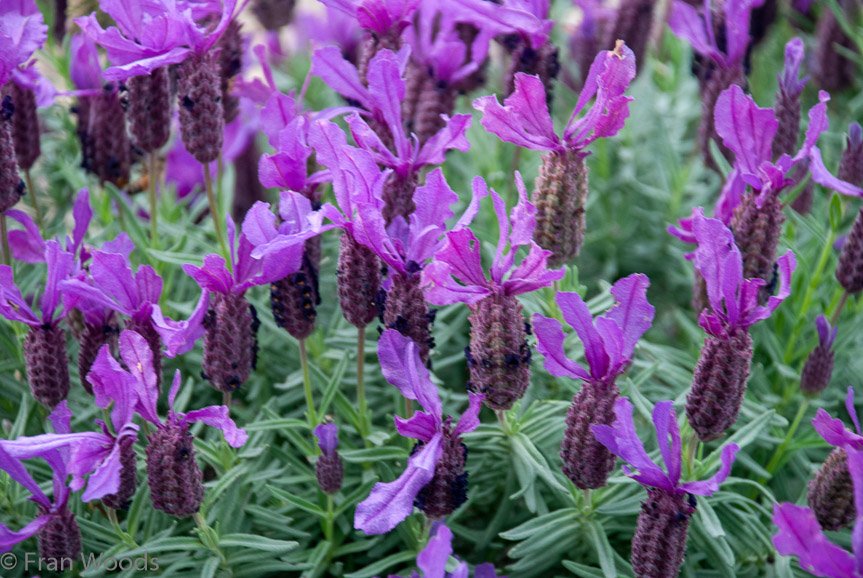<b>Lavender at Merribee Gardens, Numbaa</b>