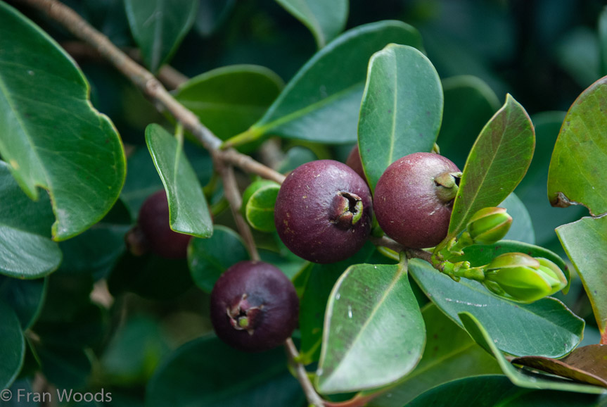 <b>Guava at Merribee Gardens, Numbaa</b>