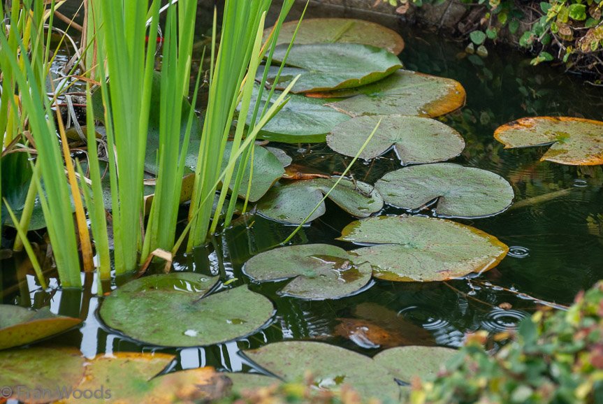 <b>Fish pond at Merribee Gardens, Numbaa</b>