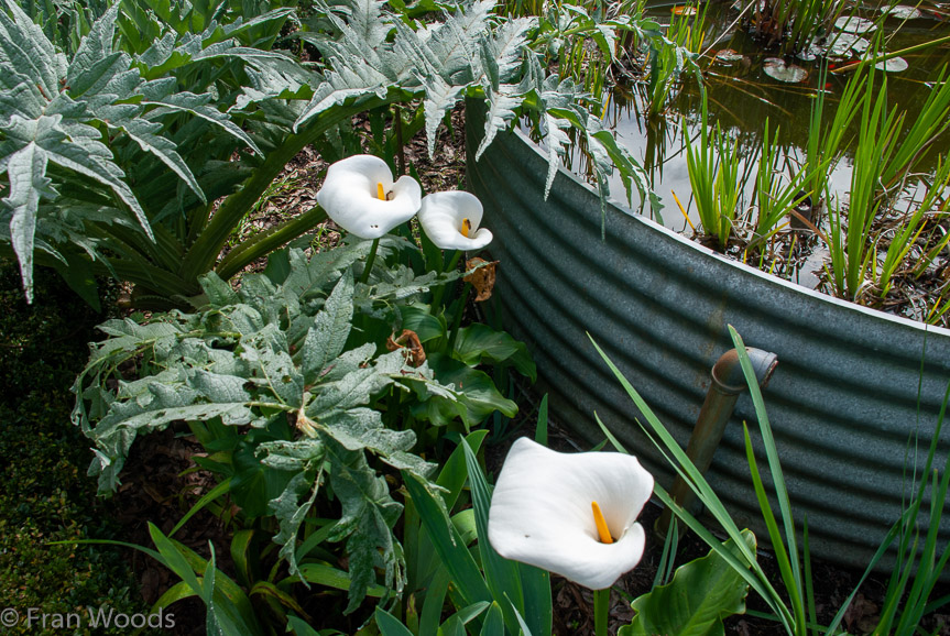 <b>Fish pond at Merribee Gardens, Numbaa</b>