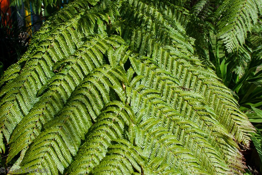 <b>Shoalhaven Botanic Gardens</b>