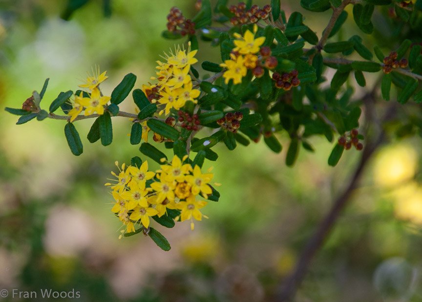 <b>Shoalhaven Botanic Gardens</b>