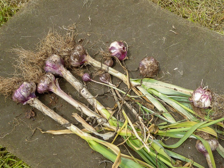 <b>Donna's garden, Mongarlowe</b>