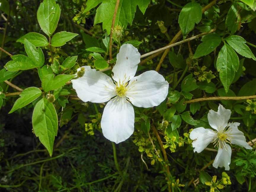 <b>Donna's garden, Mongarlowe</b>