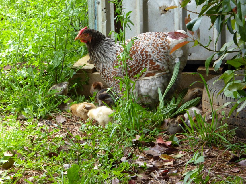 <b>Donna's garden, Mongarlowe</b>