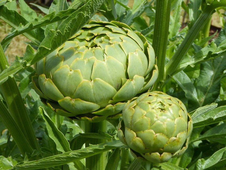 <b>Donna's garden, Mongarlowe</b>