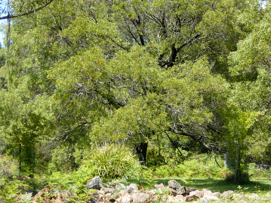 <b>Mountain Pepper Farm, Mongarlowe</b>