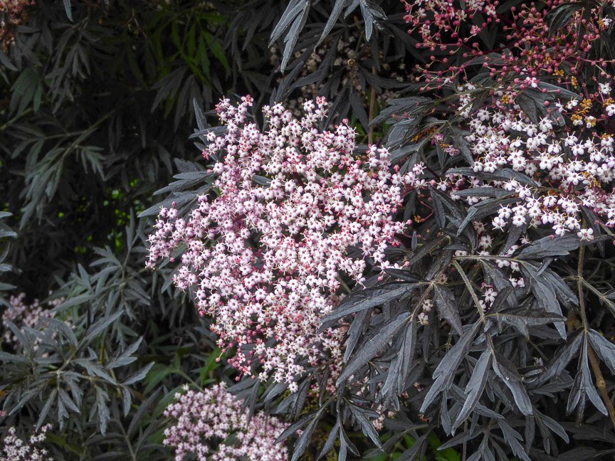 <b>Donna's garden, Mongarlowe</b>
