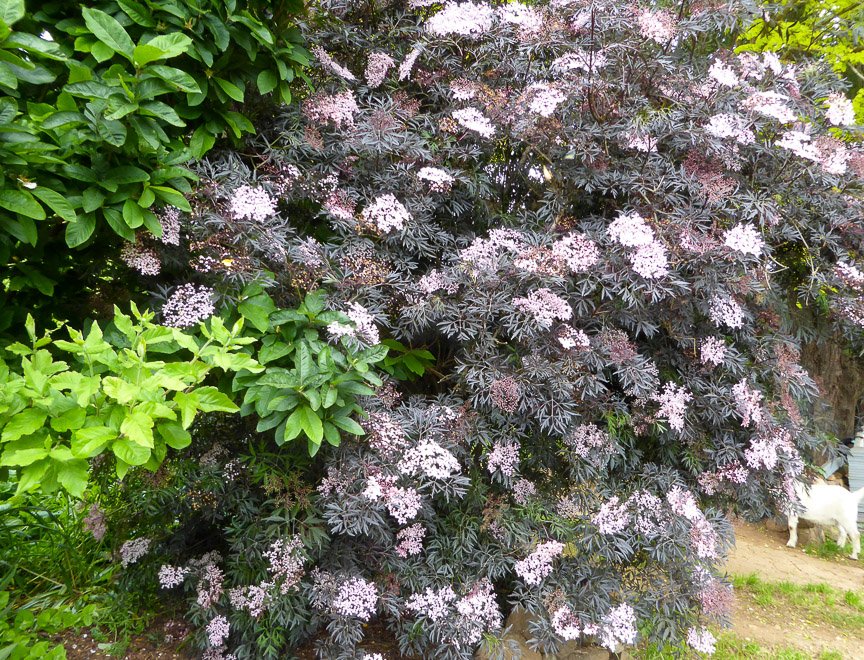 <b>Donna's garden, Mongarlowe</b>