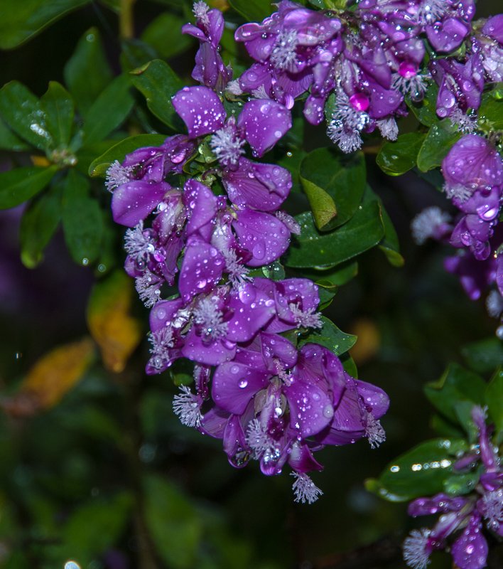 Batemans Bay garden visit. Beautiful even if very wet.