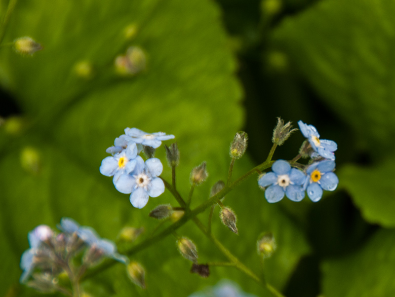 Moruya garden visit.