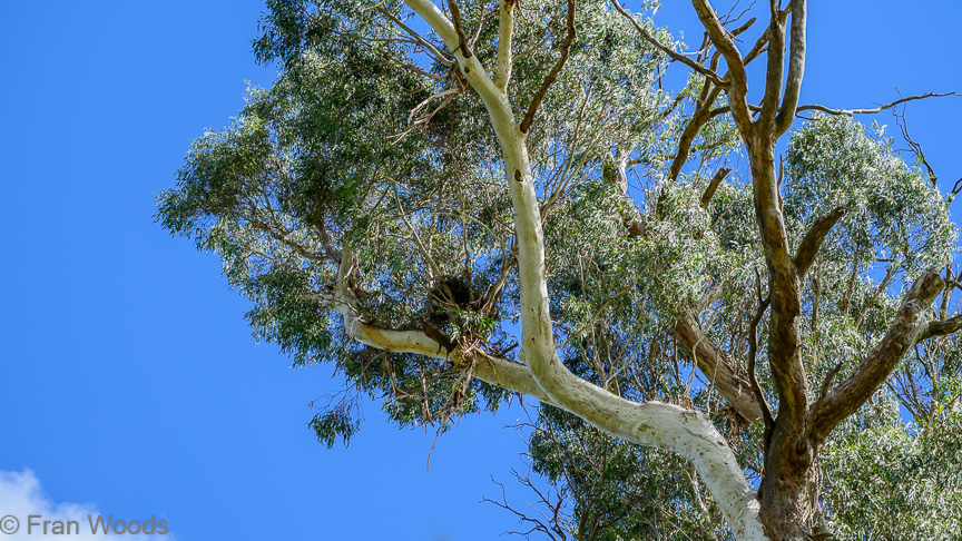 Behn garden, Reidsdale