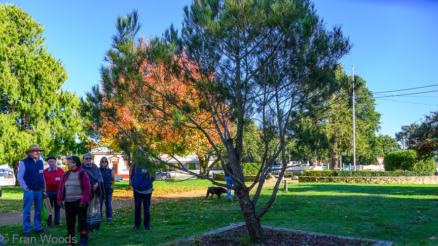 Braidwood Garden Club Tree Walk, 6 May2022.