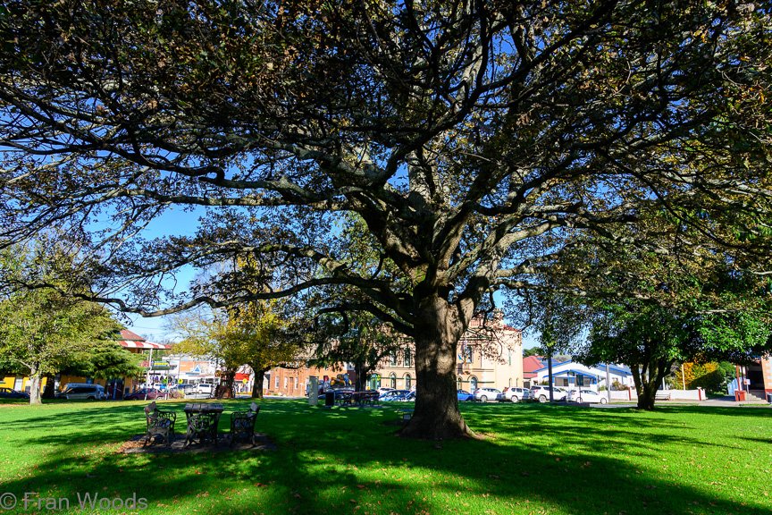 Braidwood Garden Club Tree Walk, 6 May2022.
