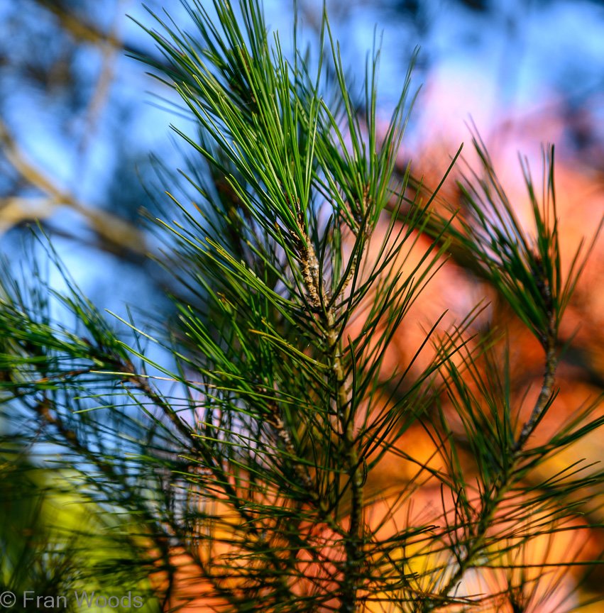 Braidwood Garden Club Tree Walk, 6 May2022.