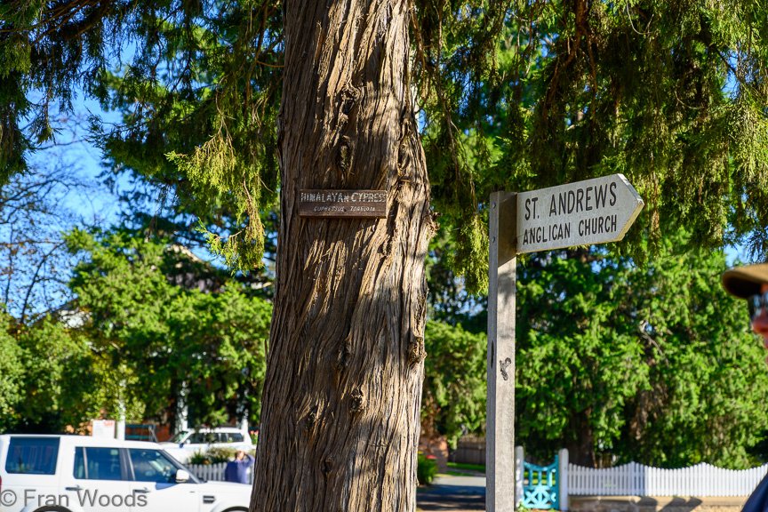 Braidwood Garden Club Tree Walk, 6 May2022.