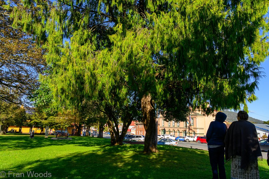 Braidwood Garden Club Tree Walk, 6 May2022.