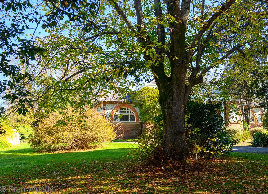 Braidwood Garden Club Tree Walk, 6 May2022.