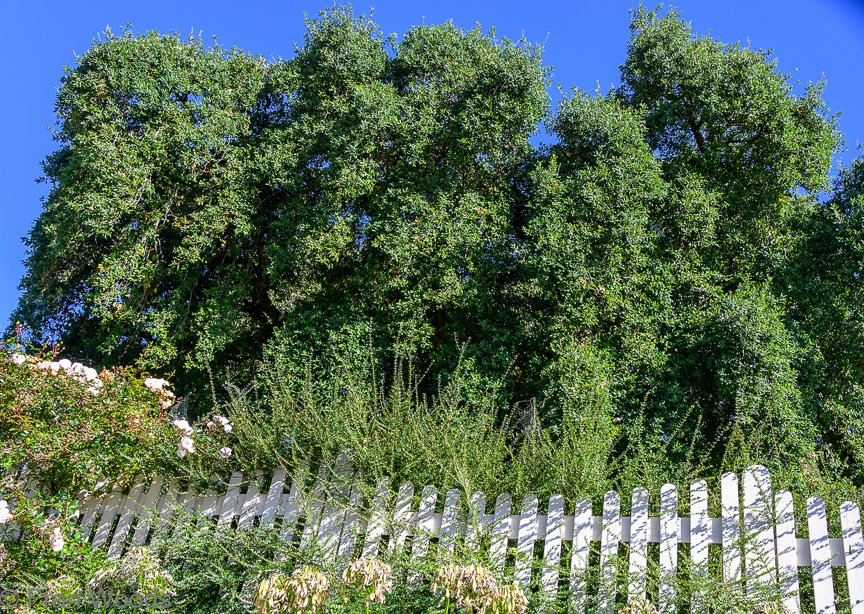 Braidwood Garden Club Tree Walk, 6 May2022.