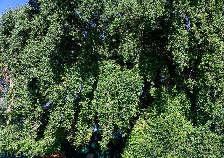 Braidwood Garden Club Tree Walk, 6 May2022.