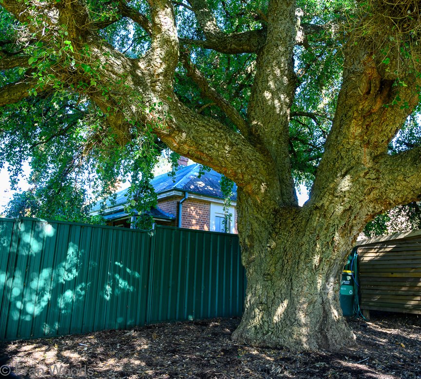Braidwood Garden Club Tree Walk, 6 May2022.