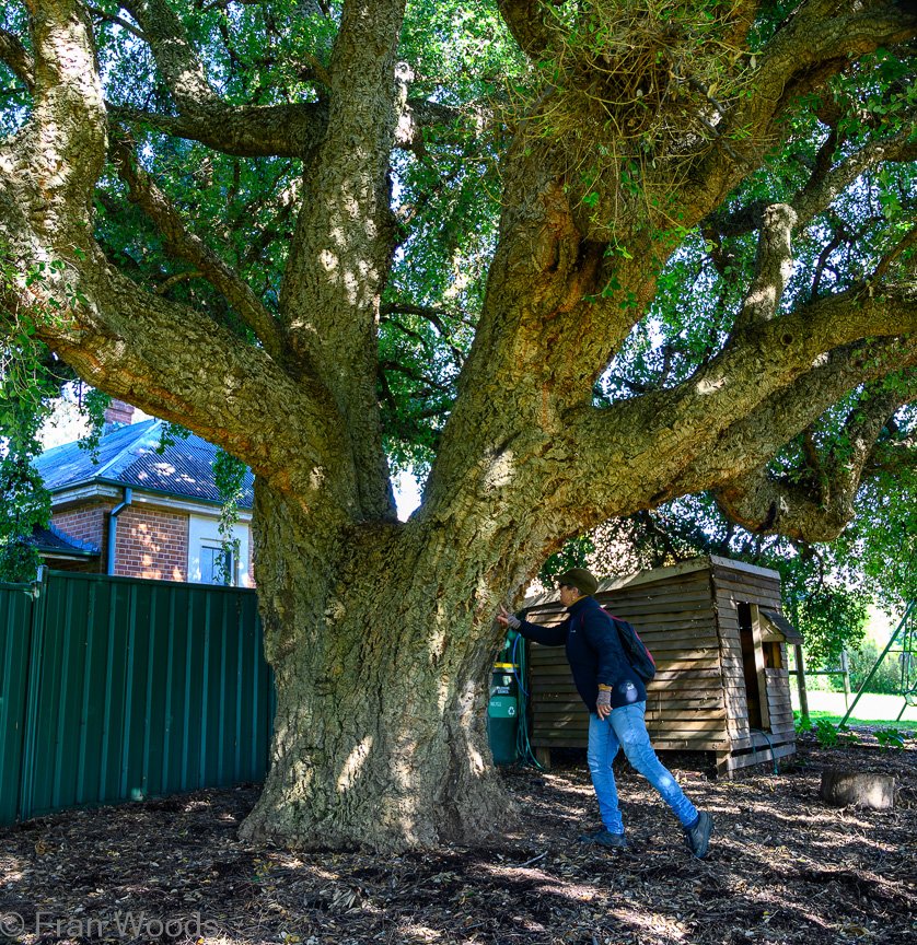 Braidwood Garden Club Tree Walk, 6 May2022.