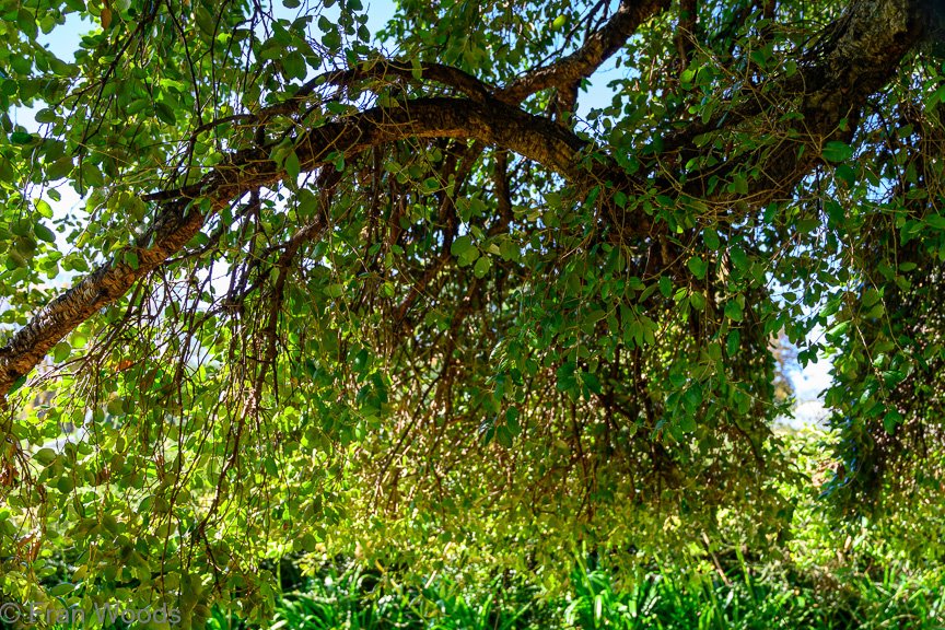 Braidwood Garden Club Tree Walk, 6 May2022.