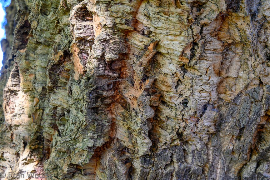 Braidwood Garden Club Tree Walk, 6 May2022.
