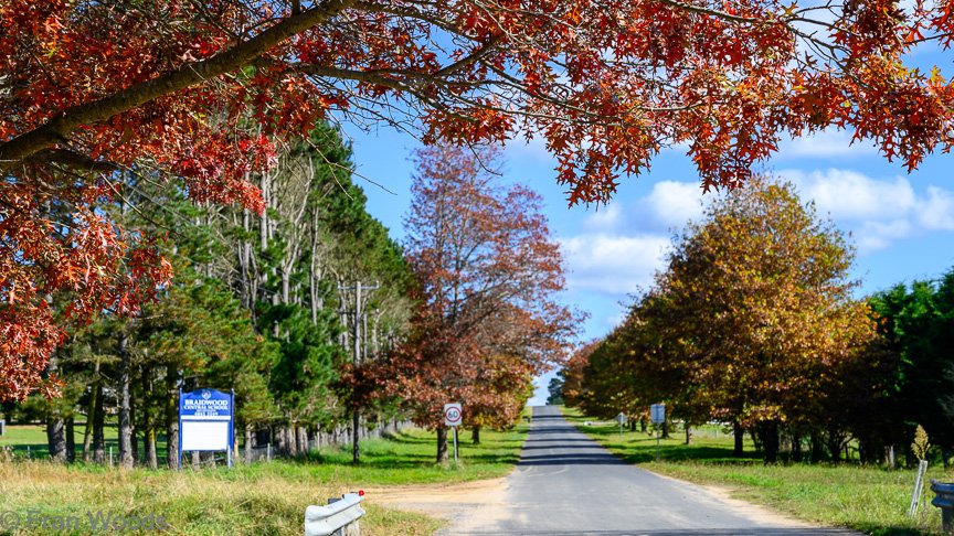 Braidwood Garden Club Tree Walk, 6 May2022.