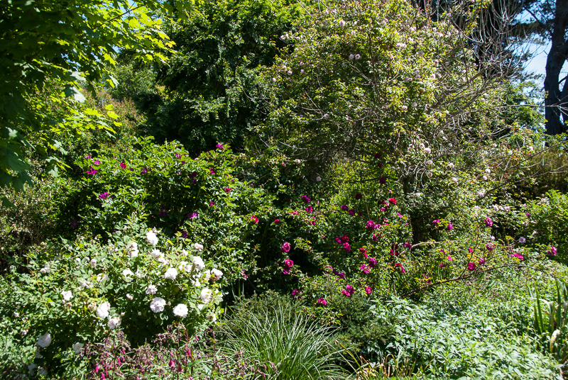 Open Gardens of Australia. Kate Chinnick's garden (Tudor Valley) on Tudar Valley Rd near Braidwood.