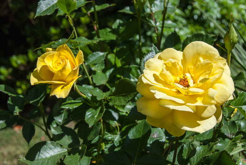 Open Gardens of Australia. Kate Chinnick's garden (Tudor Valley) on Tudar Valley Rd near Braidwood.