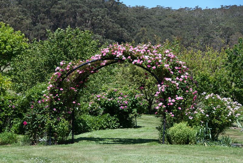 Open Gardens of Australia. Kate Chinnick's garden (Tudor Valley) on Tudar Valley Rd near Braidwood.