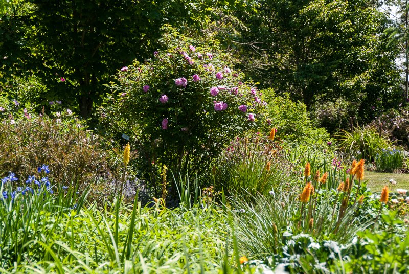 Open Gardens of Australia. Kate Chinnick's garden (Tudor Valley) on Tudar Valley Rd near Braidwood.