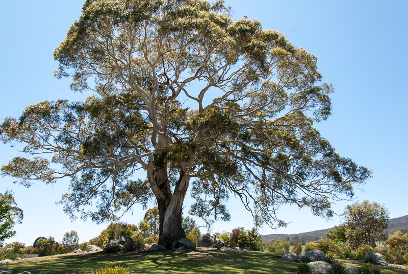 Open Gardens of Australia. Robyn Sim's garden (Green Farm) on Reidsdale Rd off Araluen Rd near Braidwood.