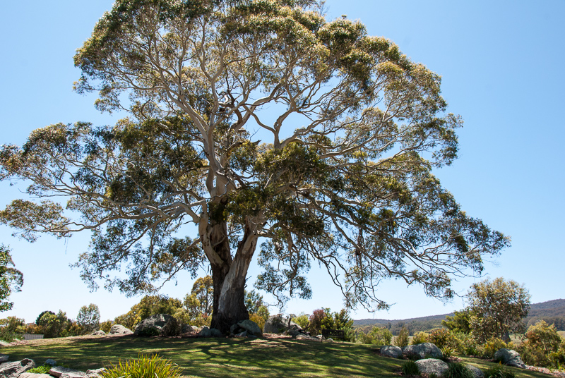 Open Gardens of Australia. Robyn Sim's garden (Green Farm) on Reidsdale Rd off Araluen Rd near Braidwood.