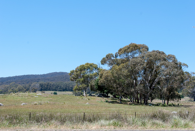 Open Gardens of Australia. Robyn Sim's garden (Green Farm) on Reidsdale Rd off Araluen Rd near Braidwood.