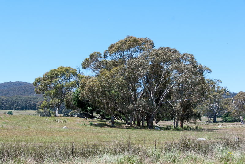 Open Gardens of Australia. Robyn Sim's garden (Green Farm) on Reidsdale Rd off Araluen Rd near Braidwood.