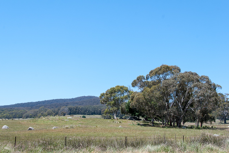 Open Gardens of Australia. Robyn Sim's garden (Green Farm) on Reidsdale Rd off Araluen Rd near Braidwood.