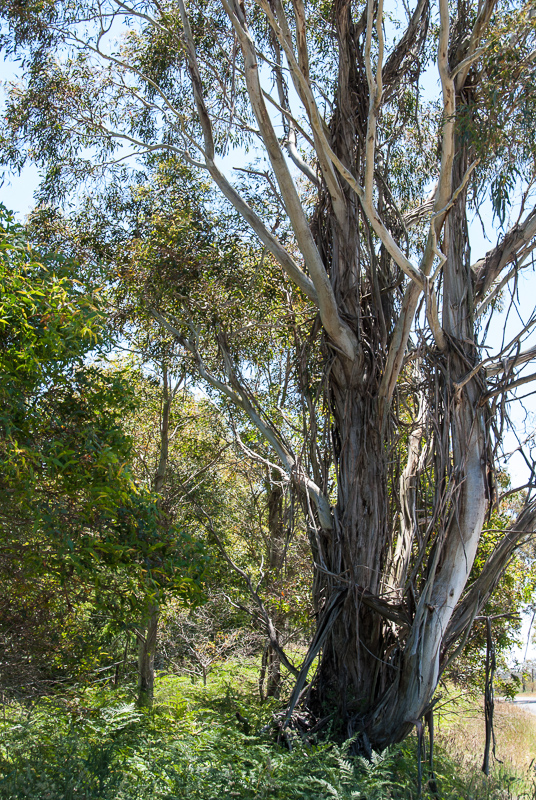 Open Gardens of Australia. Robyn Sim's garden (Green Farm) on Reidsdale Rd off Araluen Rd near Braidwood.