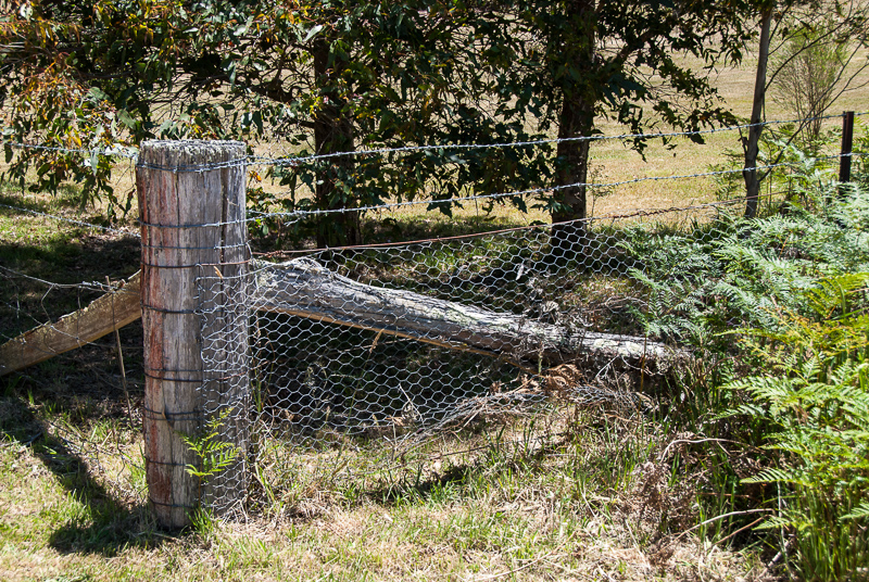 Open Gardens of Australia. Robyn Sim's garden (Green Farm) on Reidsdale Rd off Araluen Rd near Braidwood.