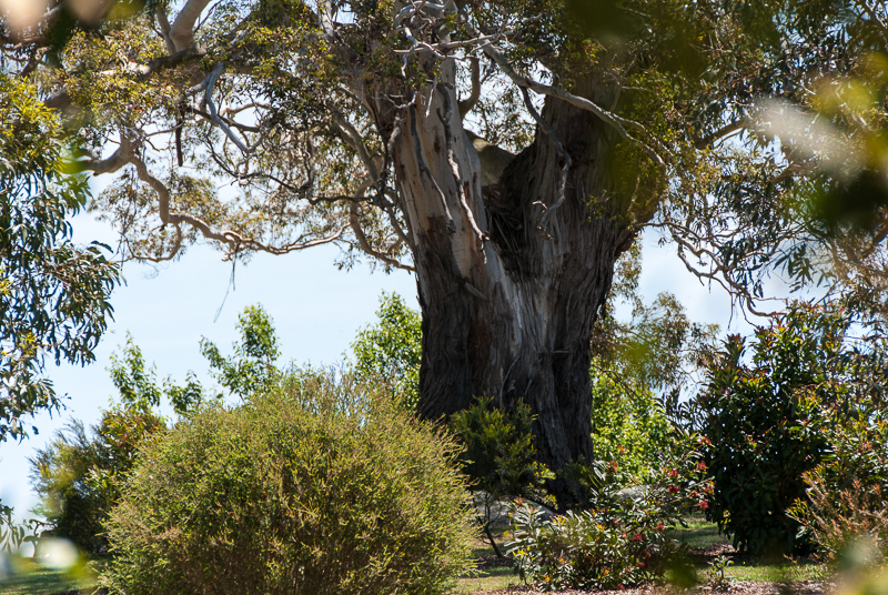 Open Gardens of Australia. Robyn Sim's garden (Green Farm) on Reidsdale Rd off Araluen Rd near Braidwood.