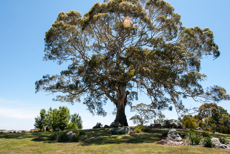 Open Gardens of Australia. Robyn Sim's garden (Green Farm) on Reidsdale Rd off Araluen Rd near Braidwood.