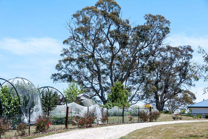 Open Gardens of Australia. Robyn Sim's garden (Green Farm) on Reidsdale Rd off Araluen Rd near Braidwood.