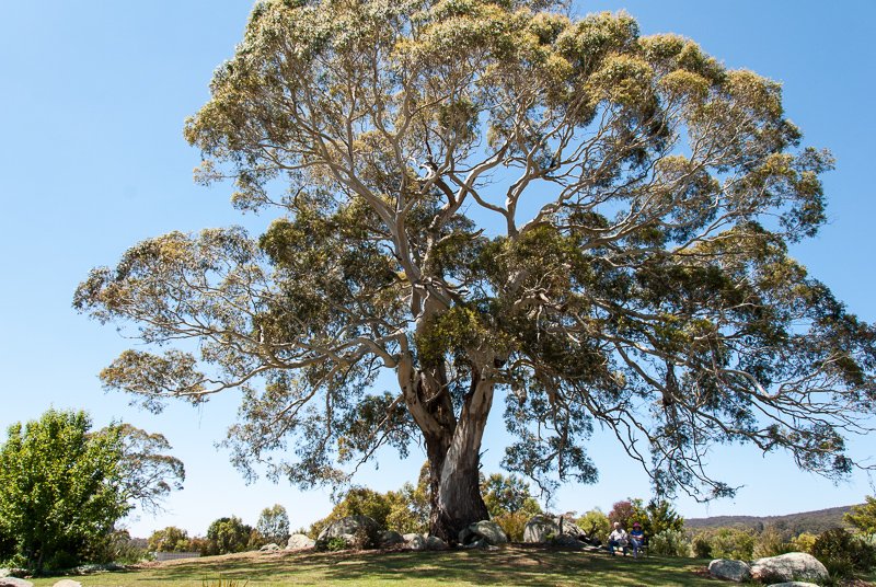 Open Gardens of Australia. Robyn Sim's garden (Green Farm) on Reidsdale Rd off Araluen Rd near Braidwood.