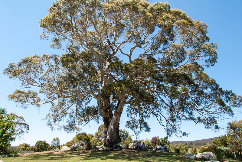 Open Gardens of Australia. Robyn Sim's garden (Green Farm) on Reidsdale Rd off Araluen Rd near Braidwood.